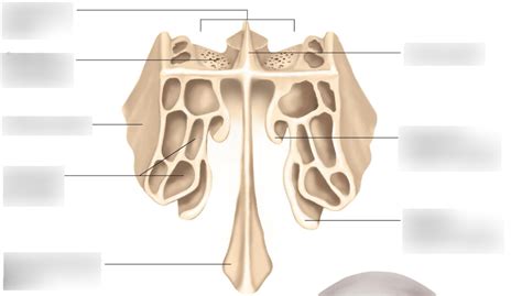 Ethmoid Bone Diagram Quizlet