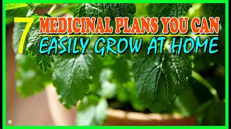 Medicinal Plants You Can Easily Grow At Home Indoor Herb Plants