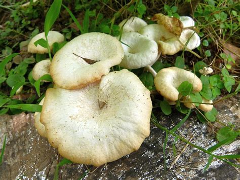 Lentinus Squarrosulus Eflora Of India