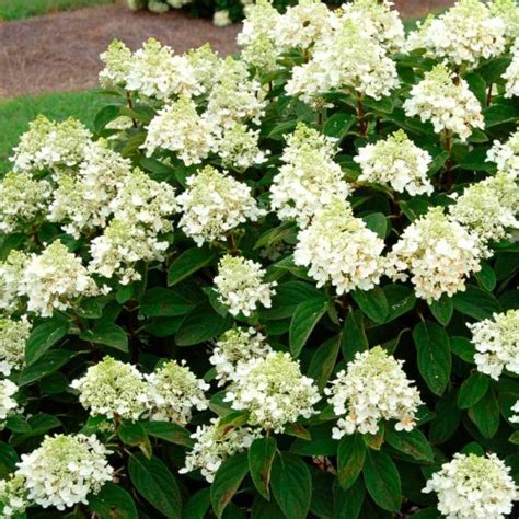 Гортензия Baby Lace(сорт Бэби Лейс), описание, +20 фото