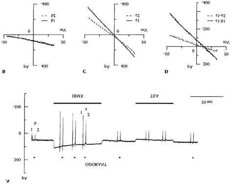 Suppression Of The Ibmx Induced Current By Odor Stimulation A