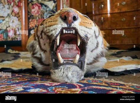 Tiger skin rug Stock Photo - Alamy