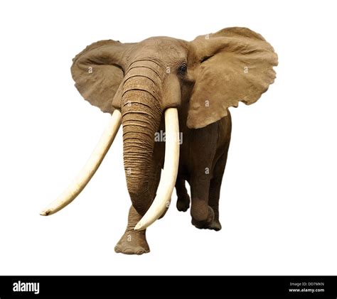 African Bull Elephant Cut Out Stock Images And Pictures Alamy