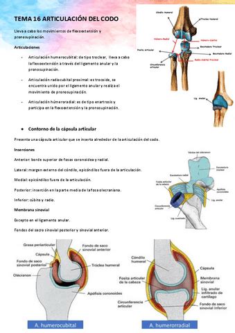 TEMA 16 ANATOMIA DEL APARATO LOCOMOTOR Pdf