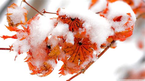 Winter Leaves Wallpapers - Top Free Winter Leaves Backgrounds ...