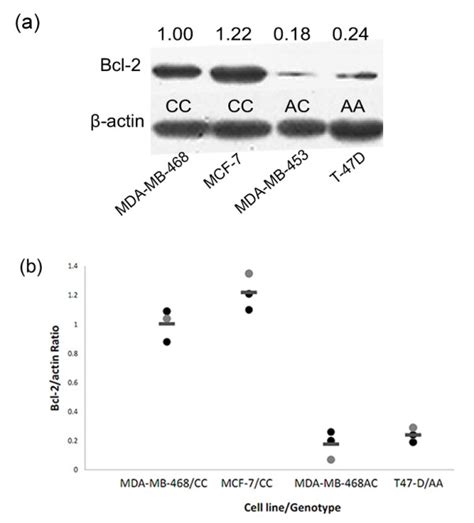 Genotype Dependent Expression Of Bcl 2 Protein In Breast Cancer Cell