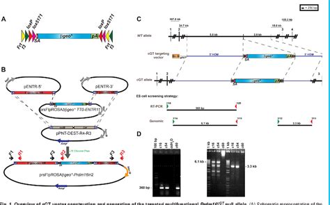 Figure 1 From Generation Of A Multipurpose Prdm16 Mouse Allele By