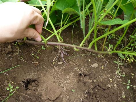 食育体験サツマイモ3回目：つる返しと草取り さいたま緑の森博物館