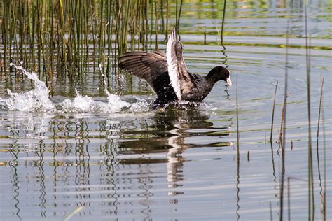 Rutland Water Nature Reserve Coot Jim Smith Flickr