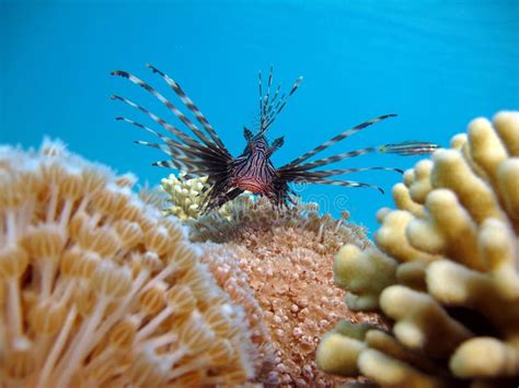 Lion Fish In The Red Sea In Clear Blue Water Hunting For Food Stock