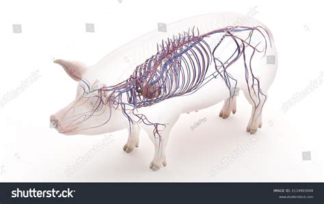 D Rendered Illustration Porcine Anatomy Vascular Stock Illustration