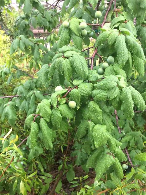 Mexican Plum - Louisiana Native Plant Society