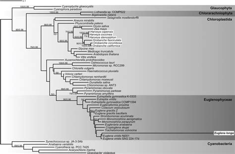 Phylogenetic Tree Of RBCL Protein Sequences The Maximum Likelihood