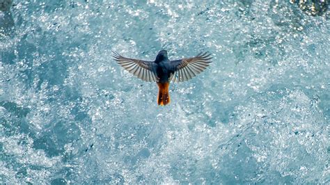 flying bird over a river - PixaHive