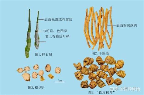 带你识别铁皮石斛 知乎