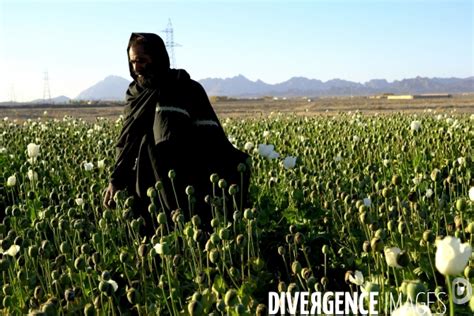 Des Agriculteurs Afghans Continue De Cultiver Du Pavot Opium