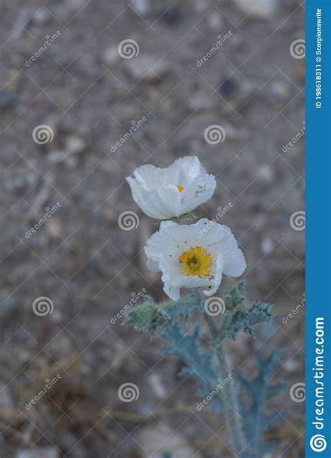 ARGEMONE MUNITA BLOOM SAN BERNARDINO MTNS 060920 A Stock Image