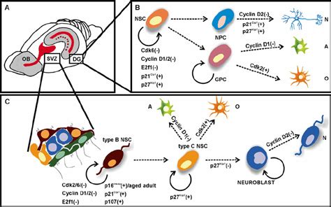 PCNA Cell Cycle