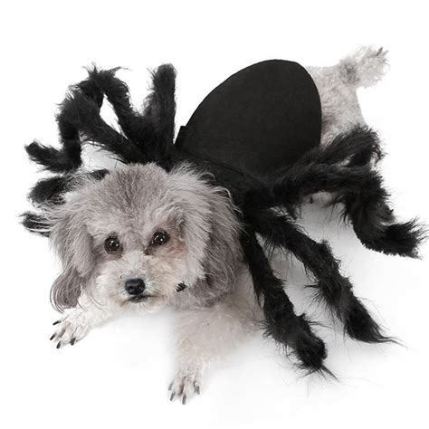 Halloween Black Spider Costume For Dogs And Cats Déguisement Chien