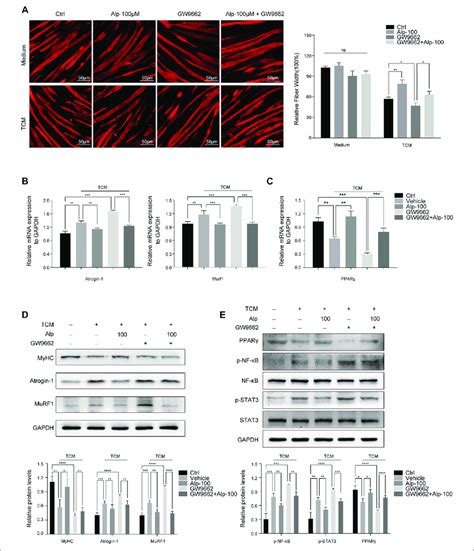 Alp Improves Tcm Induced Myotube Wasting Through Ppar Activation