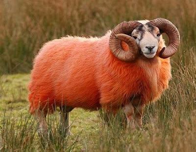 Too Hot Pics: Red Sheep of Scotland