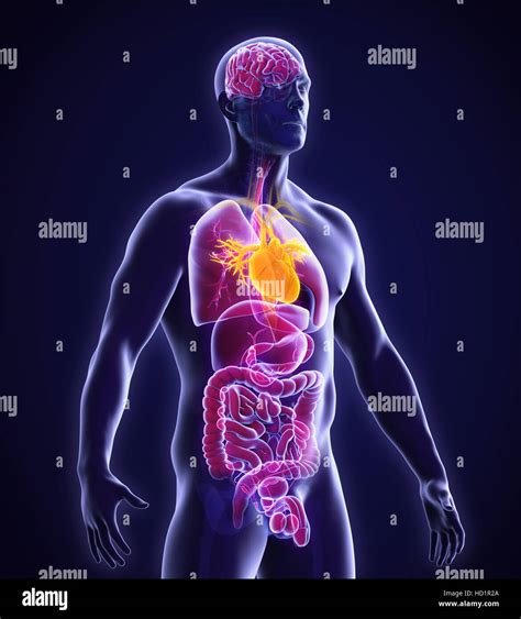 Anatomía del corazón humano Fotografía de stock - Alamy