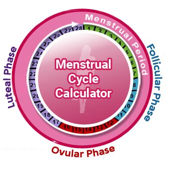 23 Calculate Luteal Phase AnnmarieDilara