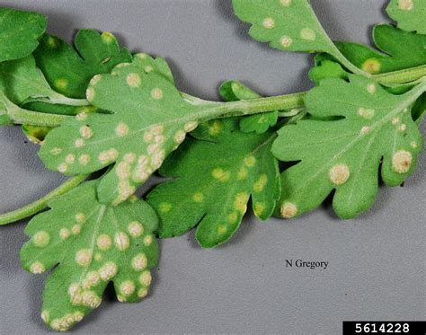 Chrysanthemum White Rust Puccinia Horiana