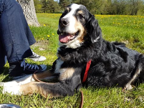 This is Solo, golden bernese mix : r/goldenretrievers