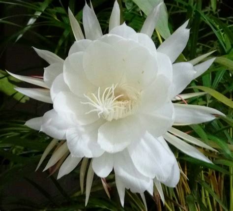 Pin By Aisyah On Night Blooming Flowers Cereus Moon Flowers Night