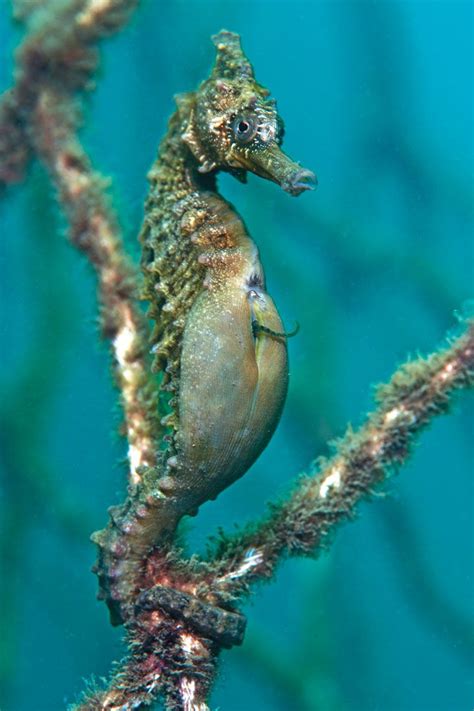 Amazing Male Seahorse Giving Birth To Thousands Of Babies Underwater