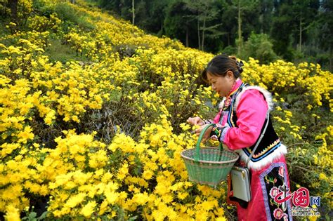 汶川水磨：凤凰花田金丝皇菊喜获丰收 村民采摘忙 中国网