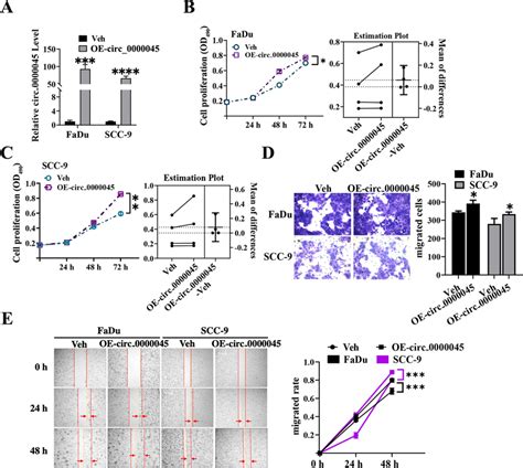 Promotion Of Hnscc Cell Proliferation Migration And Invasion Through