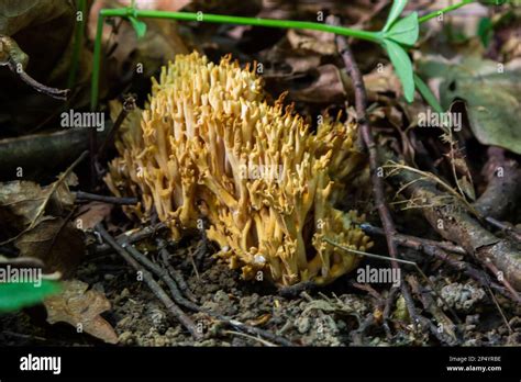 Ramaria Stricta Mushrooms Growing In The Forest Ramaria Stricta Stock