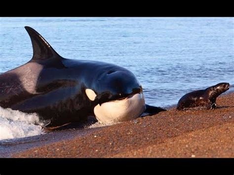 It’s official: dolphins and orcas have passed the evolutionary point of ...