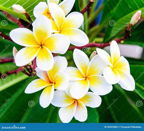 White Frangipani Stock Photo Image 26593800