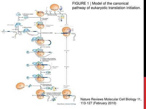 eukaryotic initiation factor powerpoint