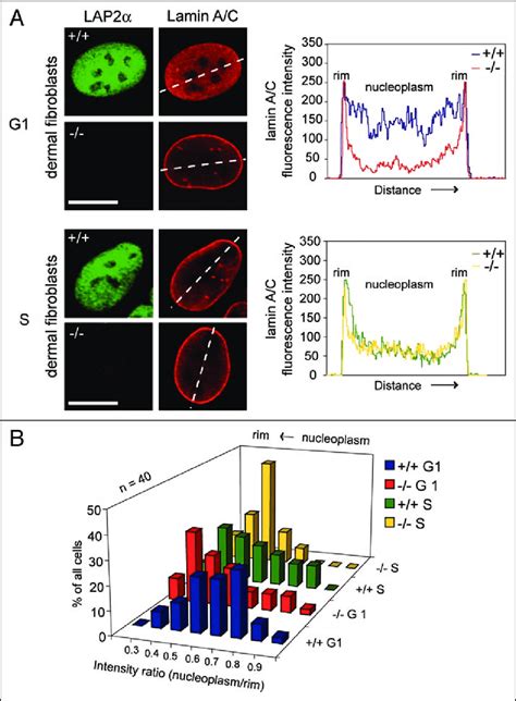 Lap2α Targets A Type Lamins To The Nucleoplasm In A Cell Download