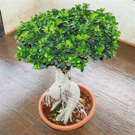 Ficus Panda Bonsai at Rs 100 plant अजर क पध in Chilkana