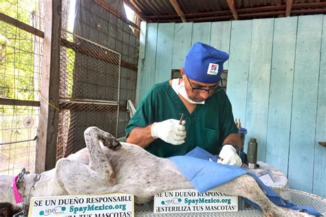 Realizan por vez primera jornada de esterilización canina y felina en