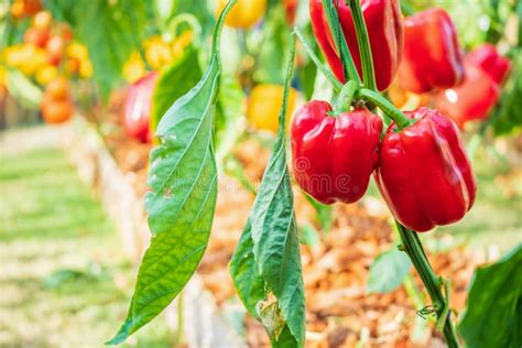 Red Bell Pepper Plant Growing in Organic Garden Stock Image - Image of natural, food: 178968103