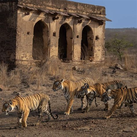 ranthambhore national park sawai madhopur