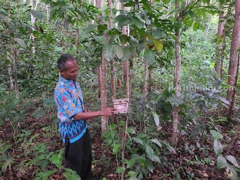 Universitas Jember Perkenalkan Tawon untuk Cegah Perusakan Gumuk
