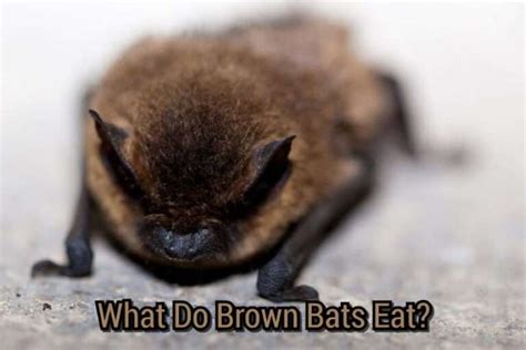 What Do Brown Bats Eat Answer And Explanation