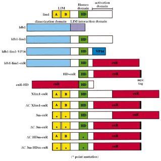 Schematic Representation Of The Constructs Used In This Study See