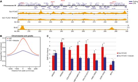 Transcription Inhibition Delocalizes Dynamic Cohesin From Its Normal