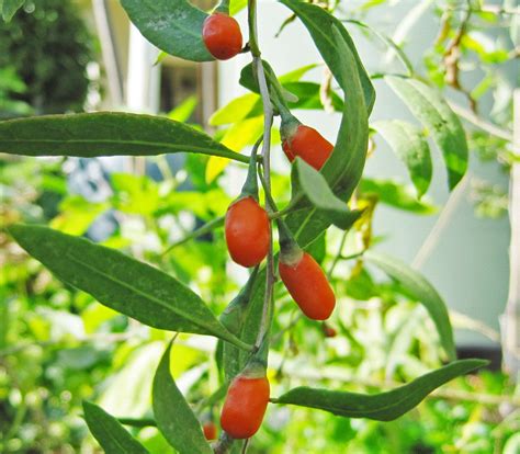 Gojiberry Seeds Lycium Barbarum Frozen Seed Capsules™