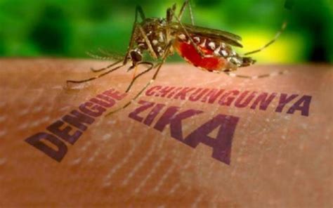 Prevenir Dengue Chikunguya Y Zica Escuela Preparatoria Regional De