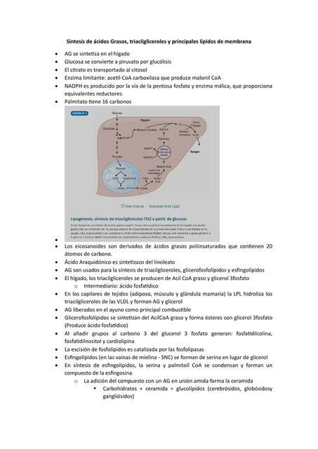 Síntesis de ácidos grasos triacilgliceroles Byron uDocz