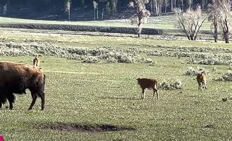 Watch 2 Angry Yellowstone Bison Battle in an Occupied Campground